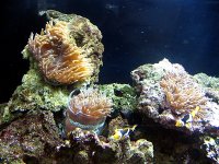 aquarium 036.jpg