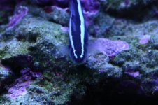 Tank thread Update 007.jpg