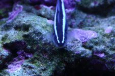 Tank thread Update 008.jpg