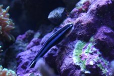 Tank thread Update 009.jpg