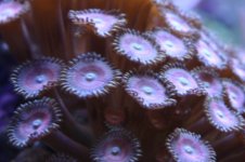 Tank thread Update 011.jpg