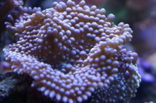 Tank thread Update 012.jpg