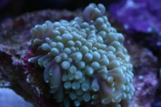 Tank thread Update 013.jpg