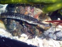 native tank 6.jpg