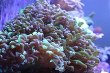 Tank thread Update 016.jpg