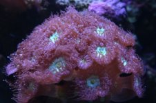 Tank thread Update 017.jpg