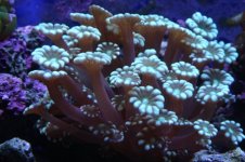 Tank thread Update 018.jpg
