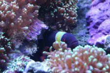 Tank thread Update 019.jpg