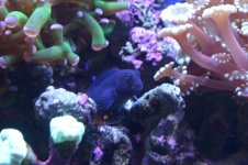 Tank thread Update 026.jpg