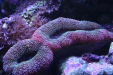 Tank thread Update 027.jpg