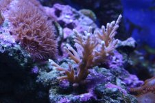 Tank thread Update 029.jpg