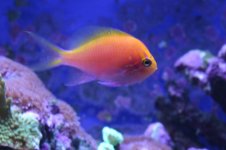Tank thread Update 032.jpg