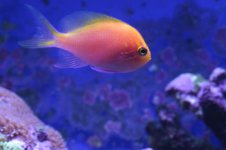 Tank thread Update 033.jpg