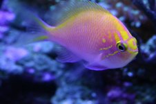 Tank thread Update 039.jpg