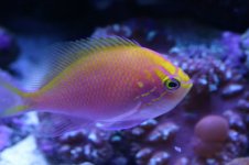 Tank thread Update 041.jpg