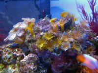 Reef ID best 2.jpg