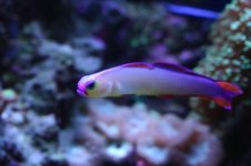 Tank thread Update 046.jpg