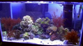 Full tank 1.jpg