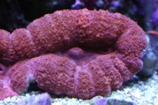 Tank thread Update 049.jpg