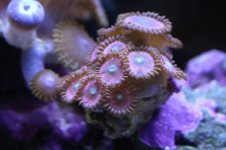 Tank thread Update 050.jpg