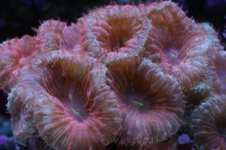 Tank thread Update 051.jpg