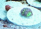 DSCF1717[1]-1.JPG