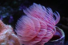 Tank thread Update 054.jpg