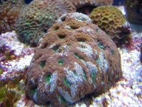 Acan_1.jpg
