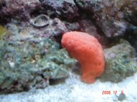 red ball.jpg