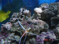 bubble coral.jpg