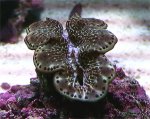 Clam2.jpg