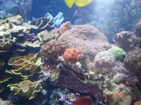 Atlantis Marine world pics 029.jpg