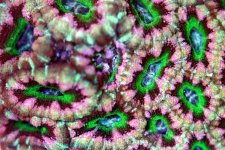 acan.jpg