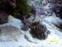 PipeFish_Searching.jpg