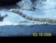 PipeFish_2.jpg