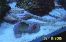 PipeFish_1.jpg