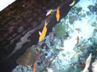 Atlantis Marine world pics 022.jpg