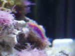 Fairywrasse.JPG