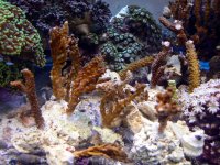 Army of SPS Frags P1050226 copy.jpg