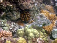 IMG_0002[1].jpg