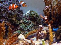 Center Left Zoa and SPS Mother Colony P1050216 copy.jpg