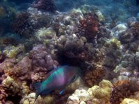 IMG_0080[1].jpg