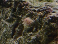 Corals ID 048.jpg