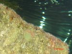Corals ID 054.jpg