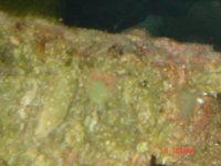 Corals ID 052.jpg
