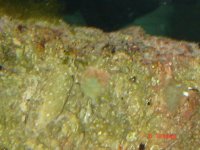 Corals ID 053.jpg