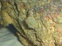Corals ID 044.jpg