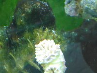 Corals ID 034.jpg