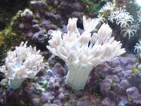 Corals ID 036.jpg