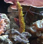 wrasse.JPG